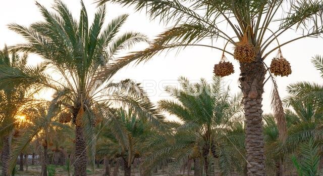 صورة خلفية لمزرعة نخيل في الشرق الأوسط. مزرعة نخيل
