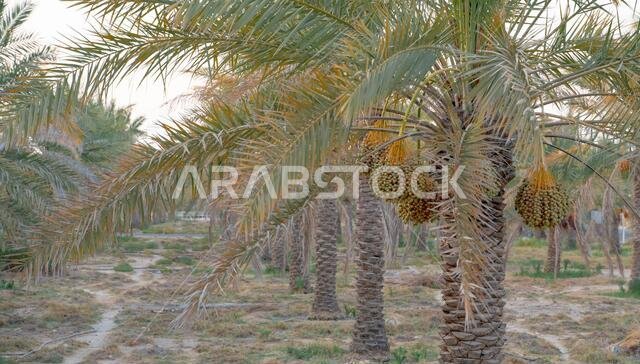 صورة خلفية لمزرعة نخيل في الشرق الأوسط. مزرعة نخيل صورة خلفية لمزرعة نخيل في الشرق الأوسط. مزرعة نخيل