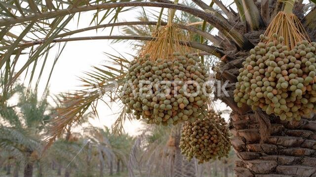 Background image of date plantation in the middle east. Date plantation