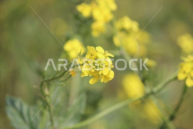 Yellow Flowers