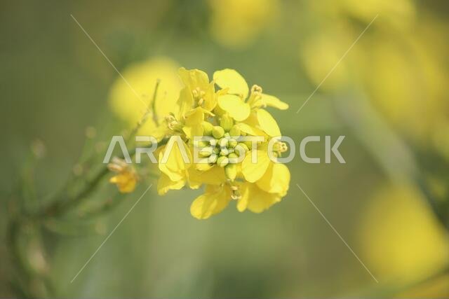 Yellow Flowers