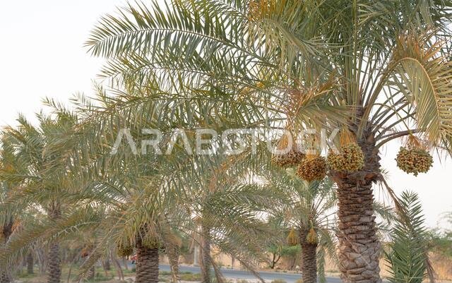 صورة خلفية لمزرعة نخيل في الشرق الأوسط. مزرعة نخيل صورة خلفية لمزرعة نخيل في الشرق الأوسط. مزرعة نخيل