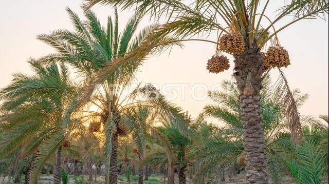 Plantation of date palms. Tropical agriculture industry in the Middle East.