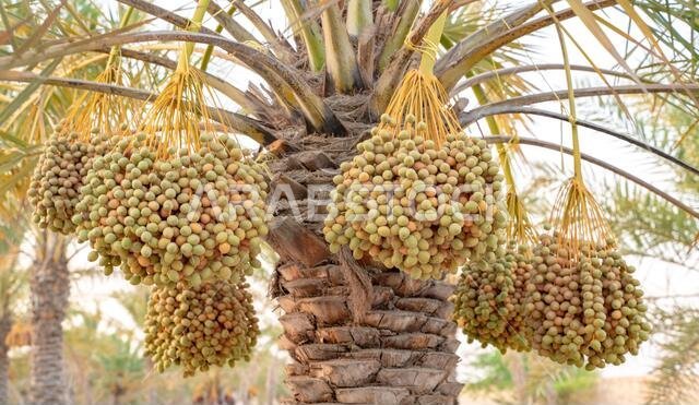 زراعة أشجار النخيل. صناعة الزراعة الاستوائية في الشرق الأوسط.