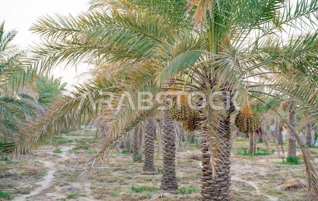 Plantation of date palms. Tropical agriculture industry in the Middle East.