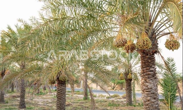 Plantation of date palms. Tropical agriculture industry in the Middle East.
