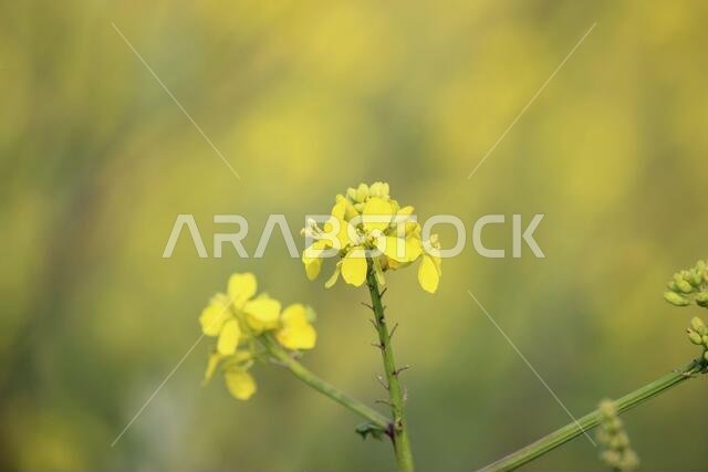 Yellow Flowers