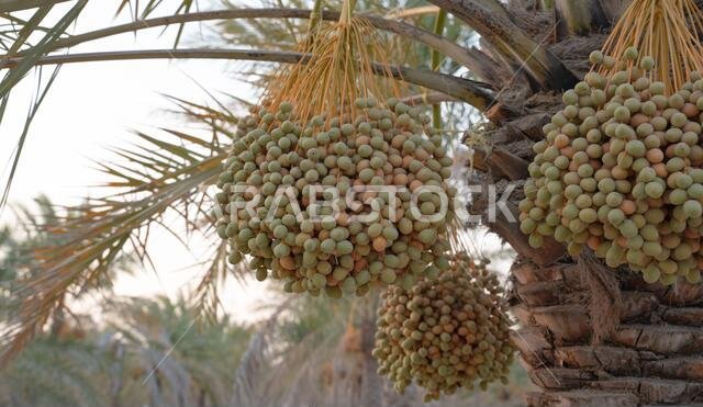 Background image of date plantation in the middle east. Date plantation