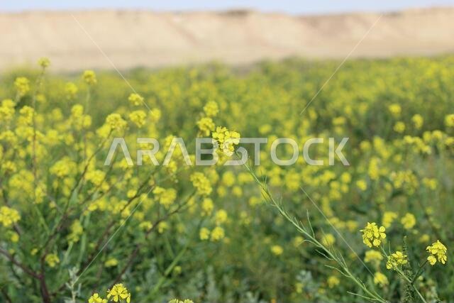 Yellow Flowers