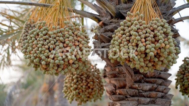 صورة خلفية لمزرعة نخيل في الشرق الأوسط. مزرعة نخيل