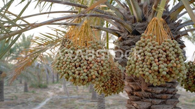 صورة خلفية لمزرعة نخيل في الشرق الأوسط. مزرعة نخيل