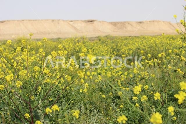 Yellow Flowers