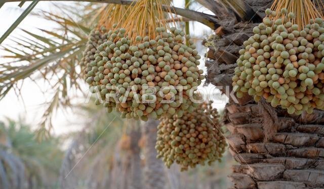 صورة خلفية لمزرعة نخيل في الشرق الأوسط. مزرعة نخيل صورة خلفية لمزرعة نخيل في الشرق الأوسط. مزرعة نخيل