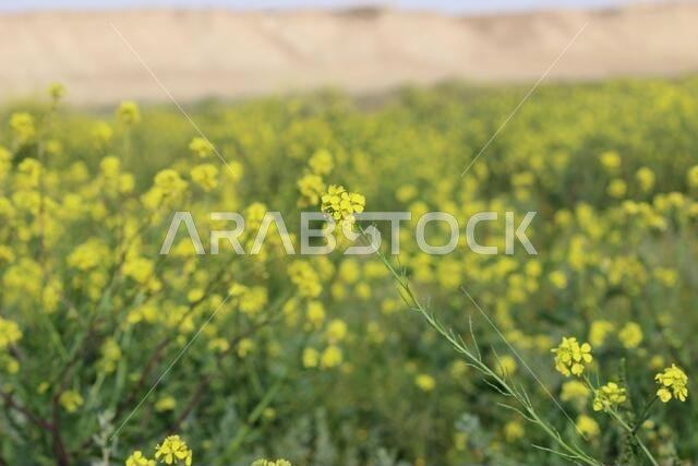أزهار صفراء