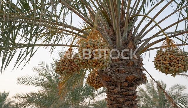 صورة خلفية لمزرعة نخيل في الشرق الأوسط. مزرعة نخيل صورة خلفية لمزرعة نخيل في الشرق الأوسط. مزرعة نخيل