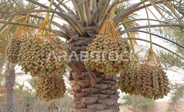 Background image of date plantation in the middle east. Date plantation