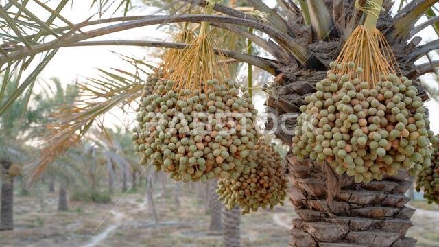 صورة خلفية لمزرعة نخيل في الشرق الأوسط. مزرعة نخيل صورة خلفية لمزرعة نخيل في الشرق الأوسط. مزرعة نخيل