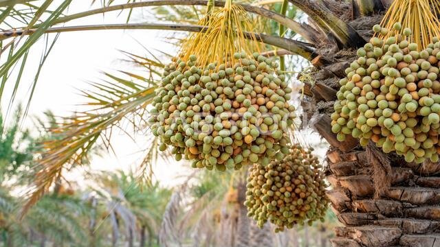 زراعة أشجار النخيل. صناعة الزراعة الاستوائية في الشرق الأوسط.
