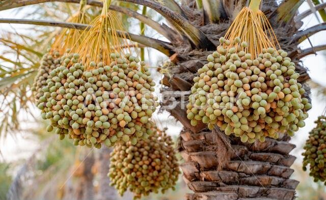 Plantation of date palms. Tropical agriculture industry in the Middle East.