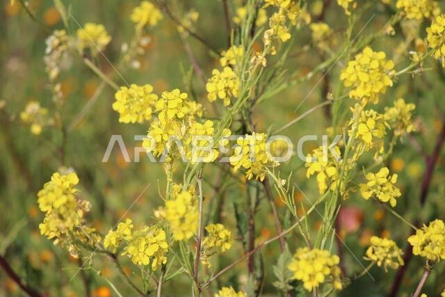 Yellow Flowers