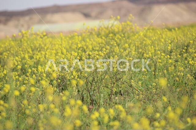 أزهار صفراء