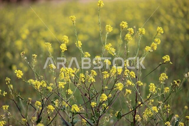 Yellow Flowers