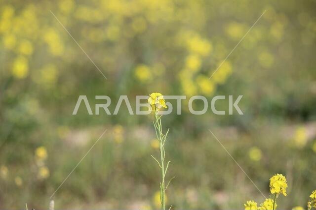 Yellow Flowers