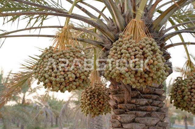 Background image of date plantation in the middle east. Date plantation