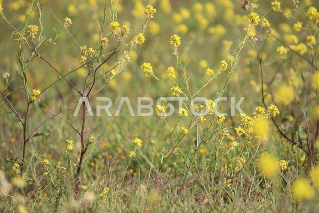 Yellow Flowers