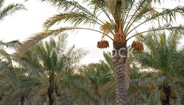 Background image of date plantation in the middle east. Date plantation