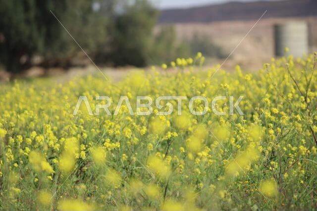 Yellow Flowers