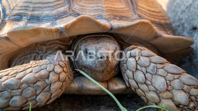 لقطة مقرّبة لسلاحف الصحراء (Gopherus agassizii و Gopherus morafkai)، والمعروفة أيضًا باسم سلاحف الصحراء، وهما نوعان من السلاحف.