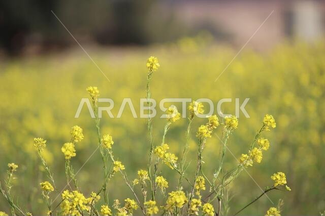 أزهار صفراء