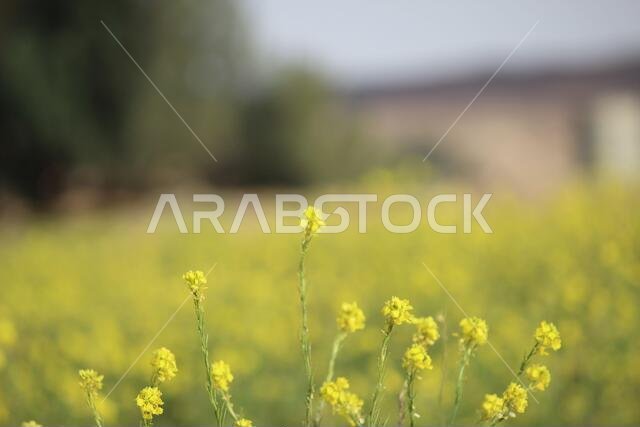 Yellow Flowers