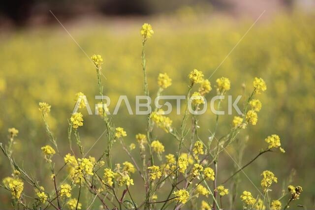 Yellow Flowers