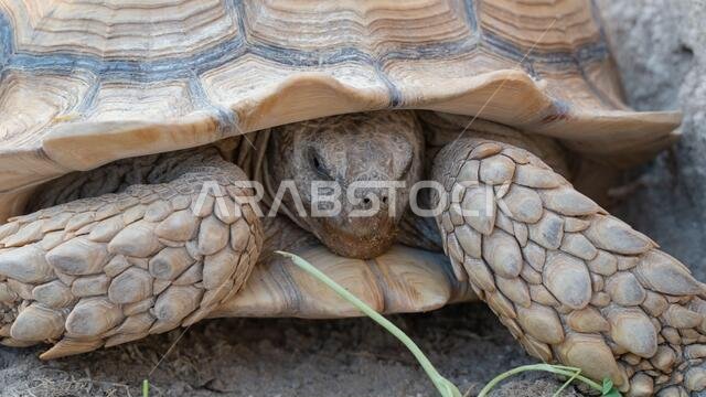 لقطة مقرّبة لسلاحف الصحراء (Gopherus agassizii و Gopherus morafkai)، والمعروفة أيضاً باسم سلاحف الصحراء. تركيز انتقائي