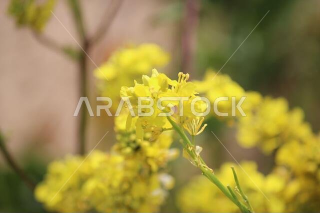 Yellow Flowers