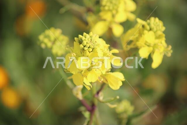 Yellow Flowers