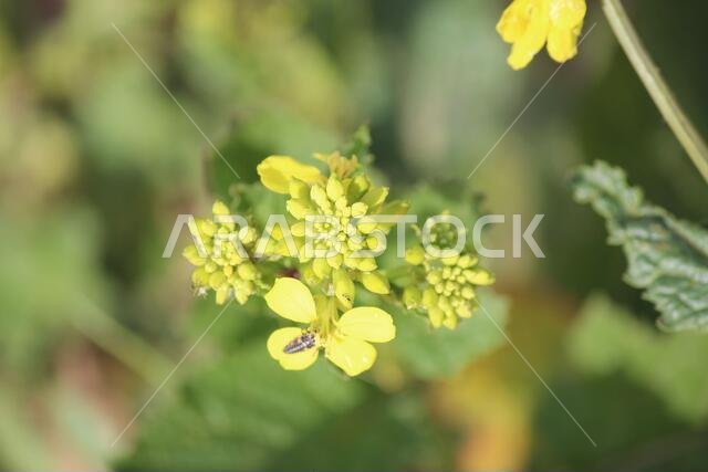 Yellow Flowers