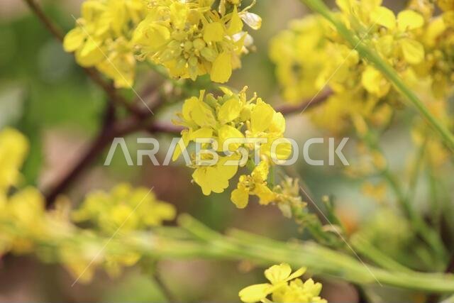 Yellow Flowers