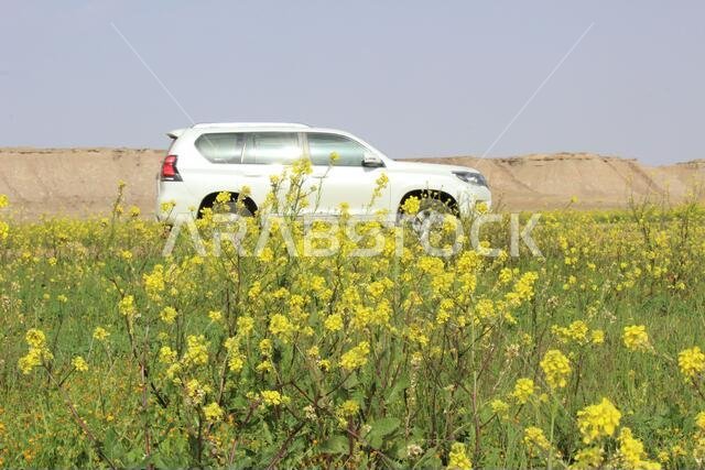 برادو مع زهور صفراء