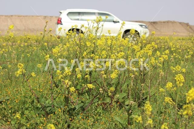 برادو مع زهور صفراء