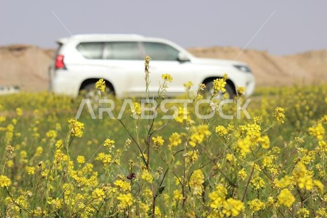 برادو مع زهور صفراء