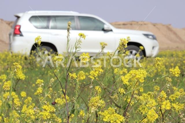 برادو مع زهور صفراء