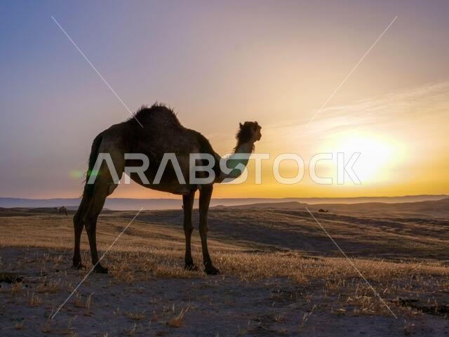 جمل يقف على أرض صحراوية عند شروق الشمس، مع وهج خفيف.