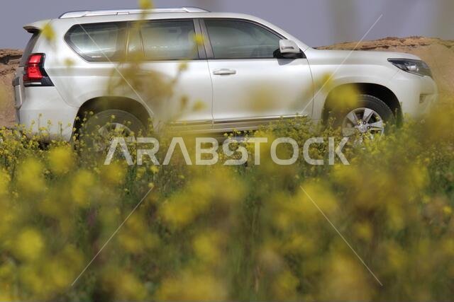 Prado with Yellow Flowers