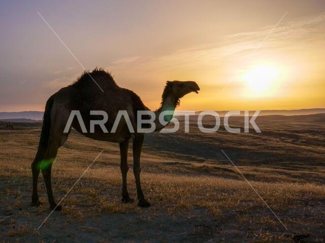 جمل يقف على أرض صحراوية عند شروق الشمس، مع توهج خفيف.