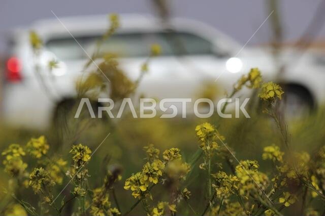 Prado with Yellow Flowers