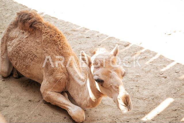 جمل صغير لطيف مستلقٍ (جالس) على الرمال