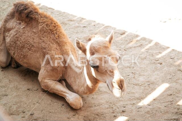 جمل صغير لطيف مستلقٍ (جالس) على الرمال
